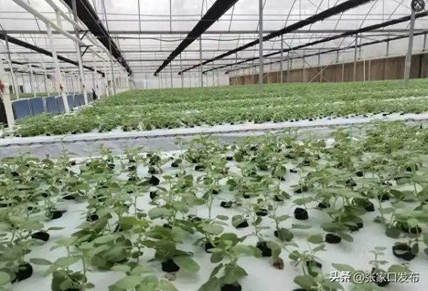 沽源全力打造全国种薯输出高地